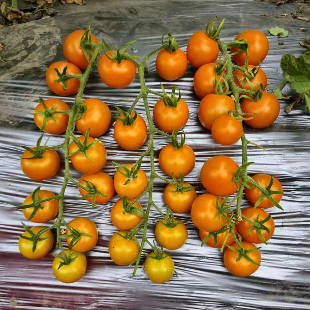 683 Golden Rapunzel Tomato