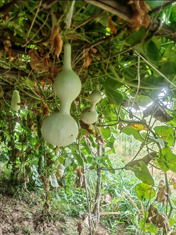 Da San Ting Gourd