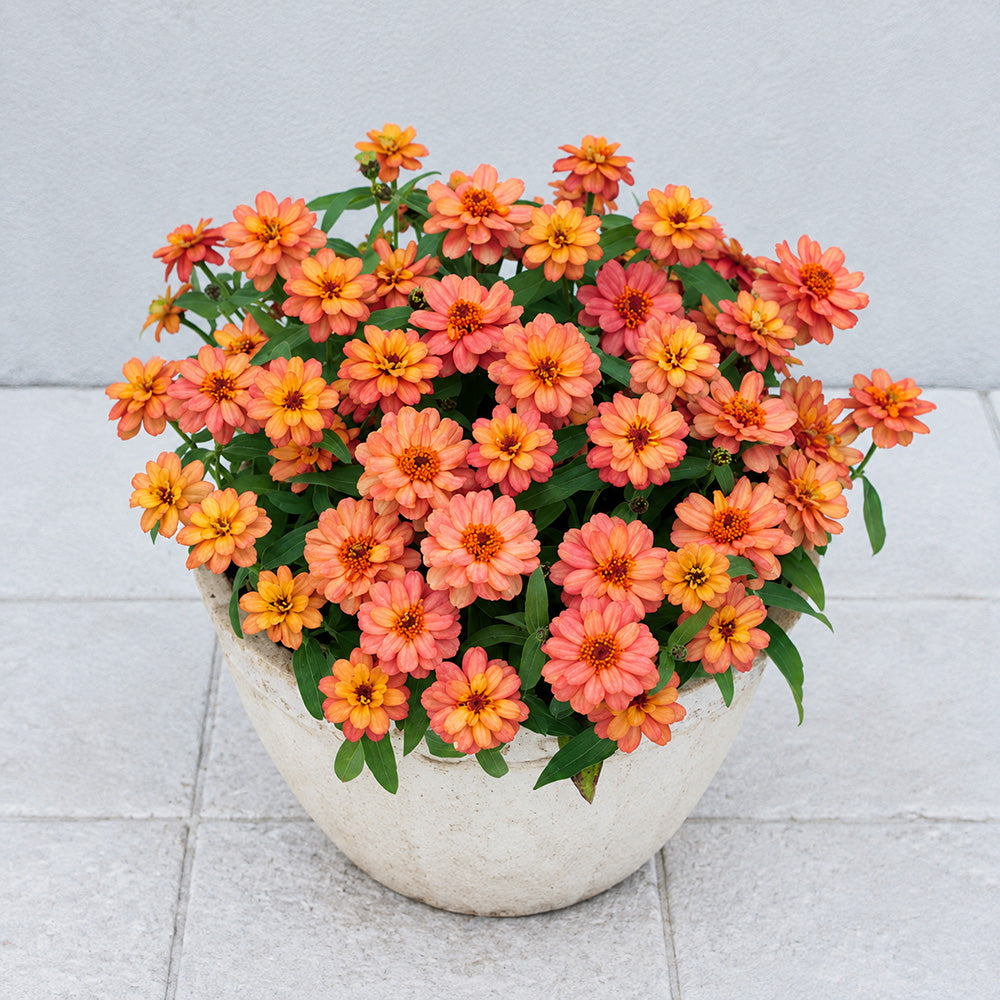 W1339 Profusion Double Deep Salmon Zinnia