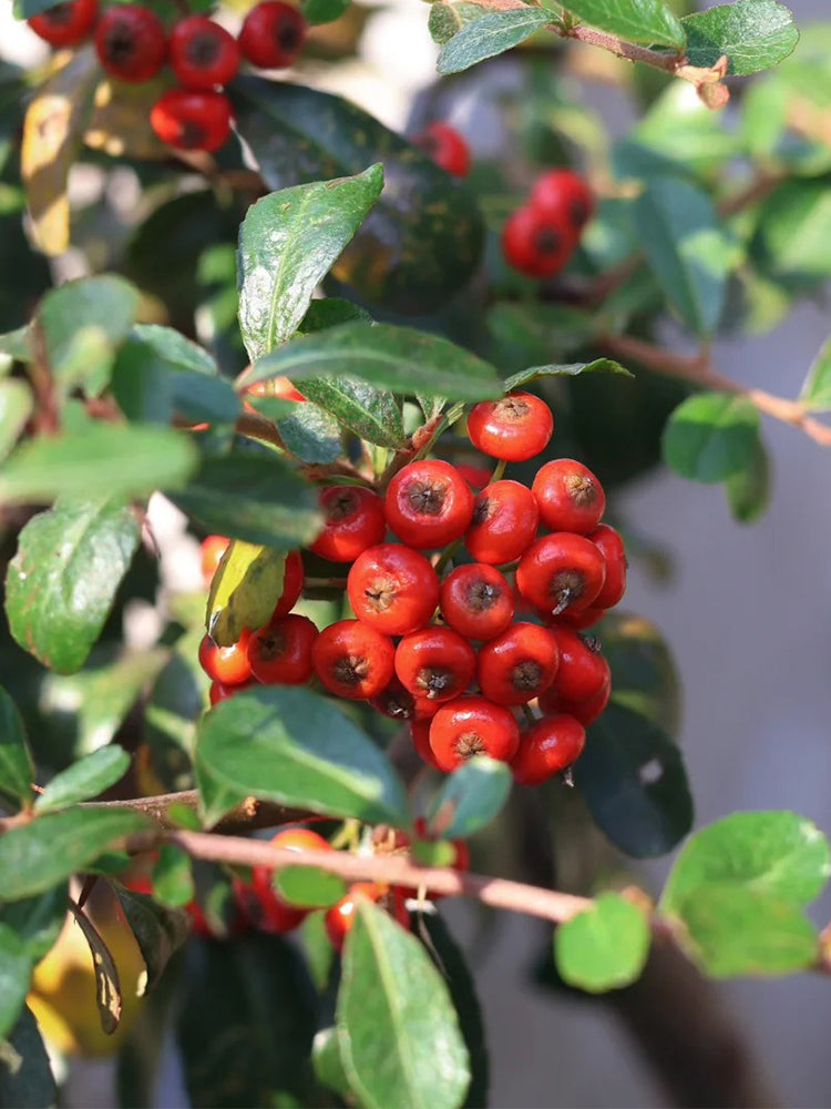 Red Firethorn