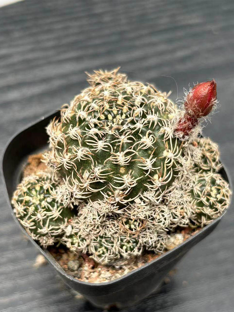 Echinopsis schieliana var. unguispina