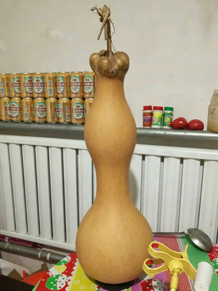 Extra-large Lotus-head Gourd