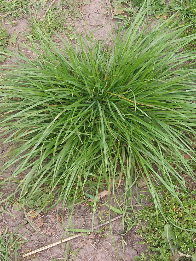 Fairy Green Perennial Ryegrass