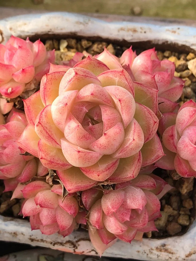 Echeveria cv. 'Red Queen'