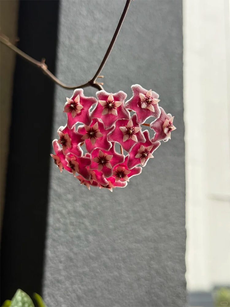 Hoya pubicalyx 'Red Button' Unrooted Stem Cuttings