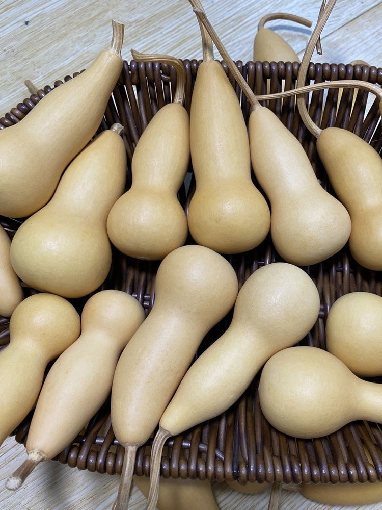 'Ben Zhang' Gourd