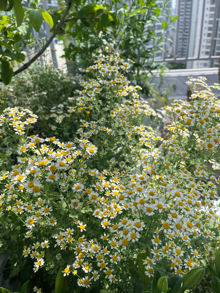 Cut Flower Chamomile