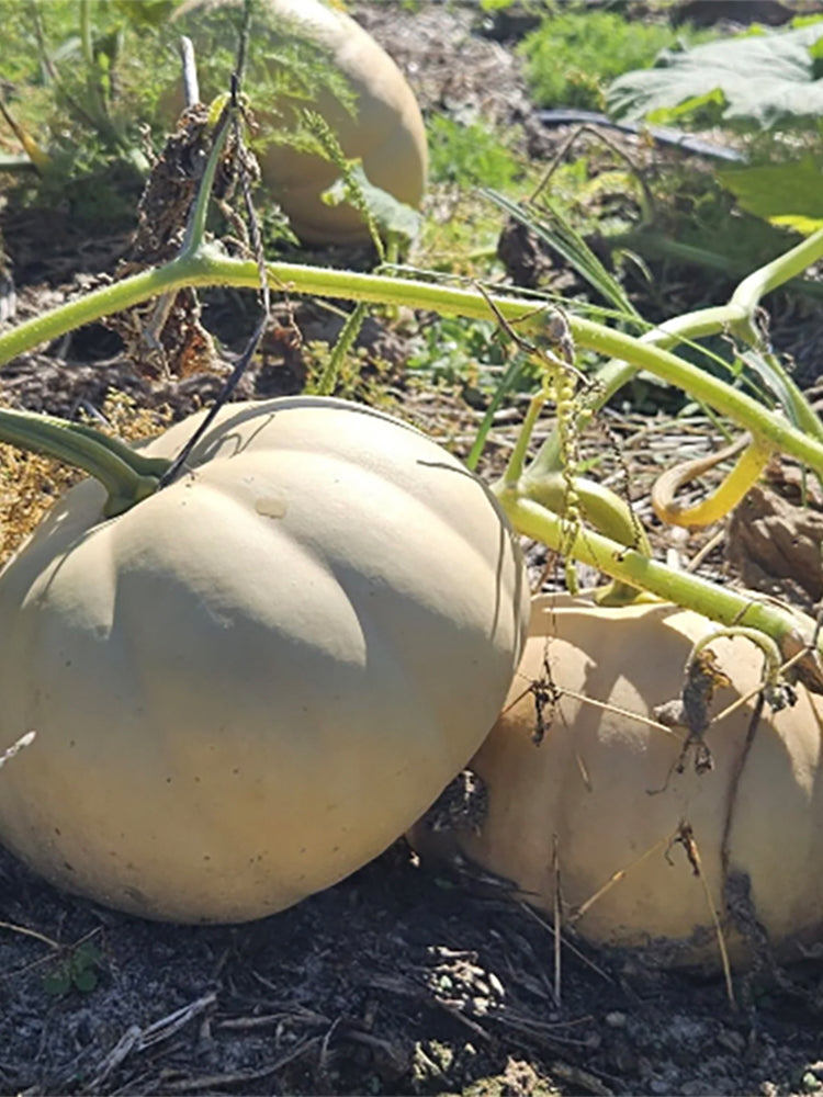Jinyu 888 Pumpkin