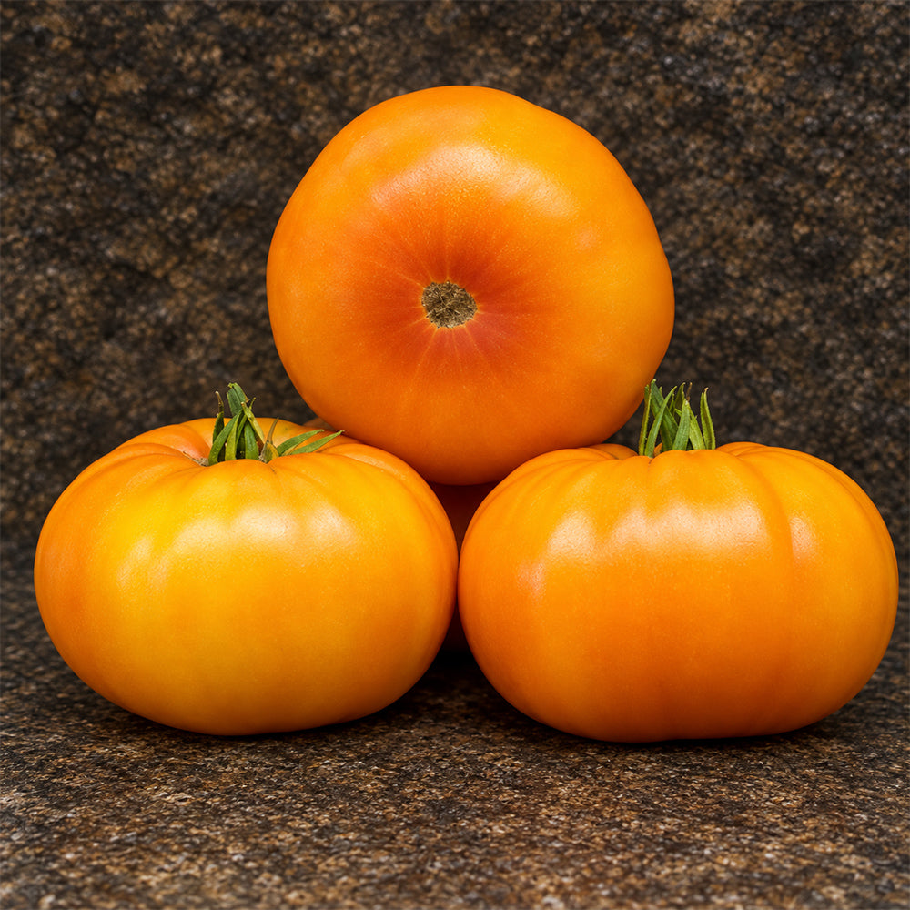 479 Rozella Tomato