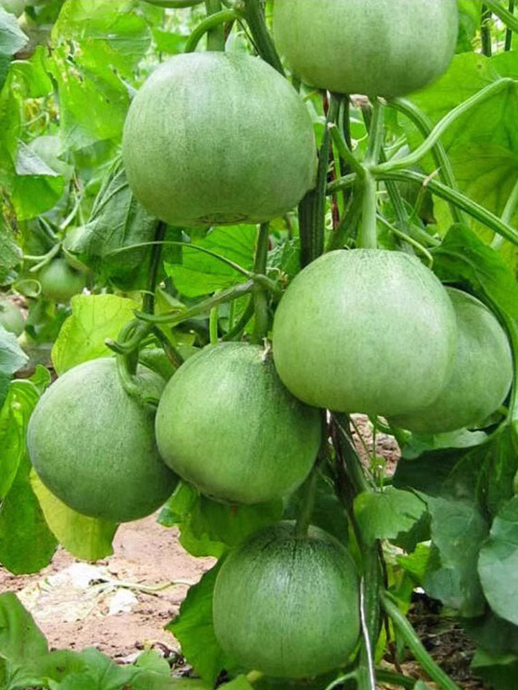 Huajun Emerald Sweet Melon