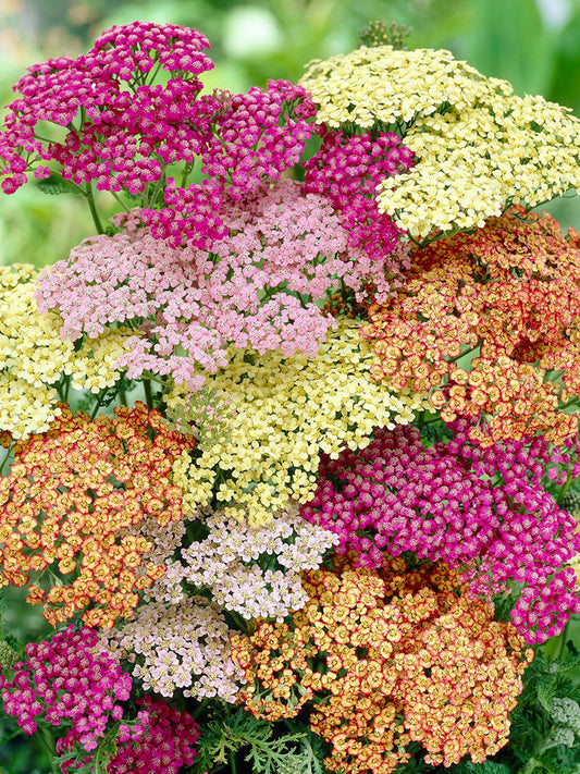 Yarrow, Mixed