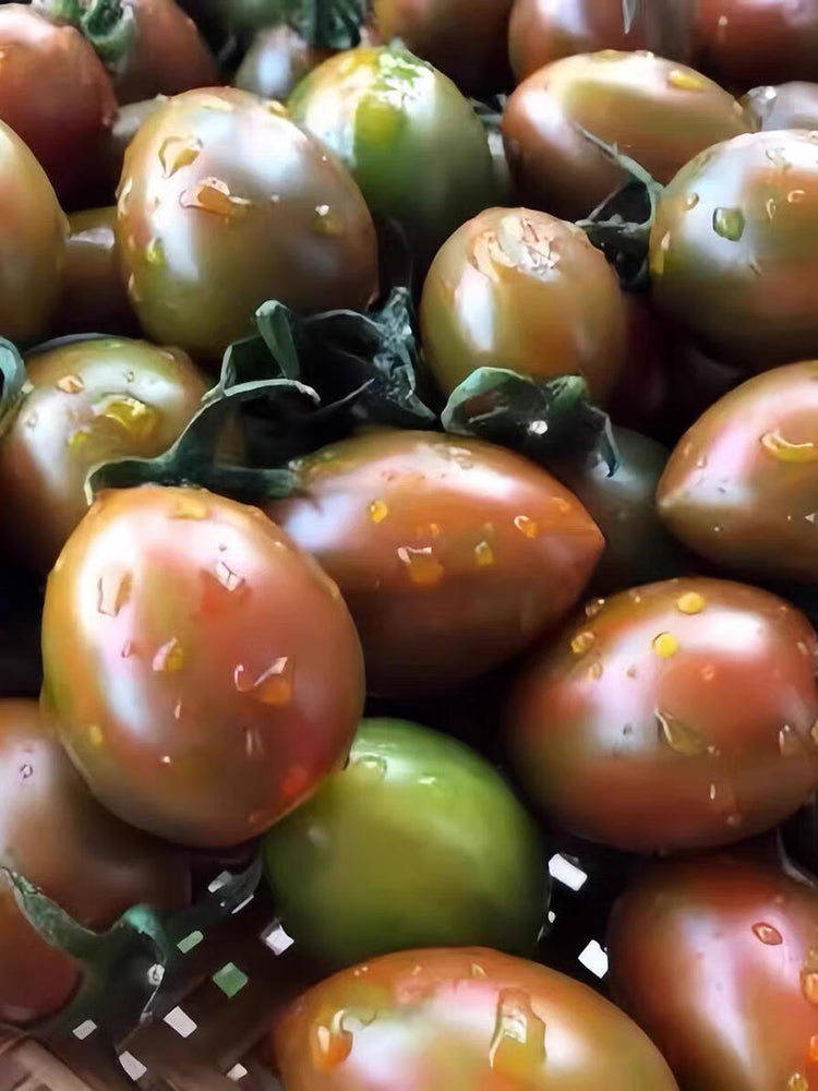 Purple Roman Tomato