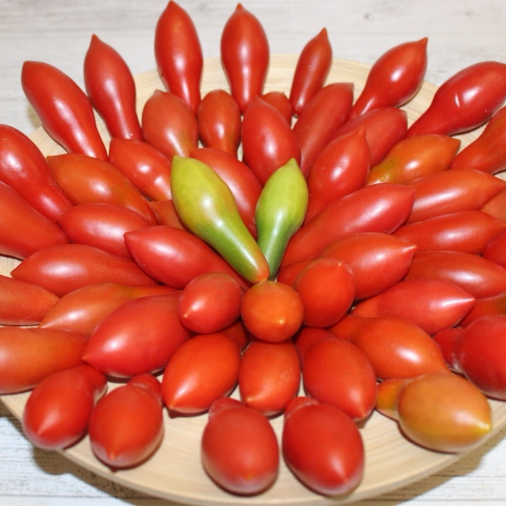 617 Carnica Tomato