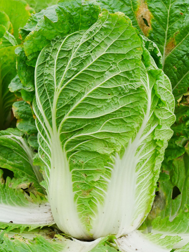 'Jiaoyan Qiubao' Chinese Cabbage