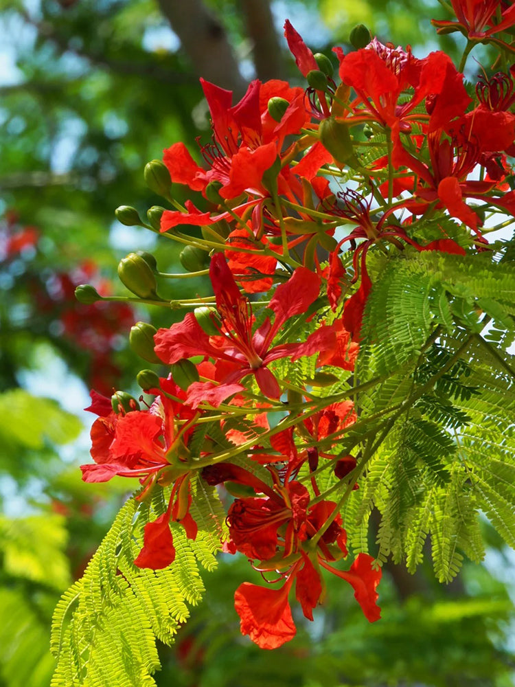Royal Poinciana