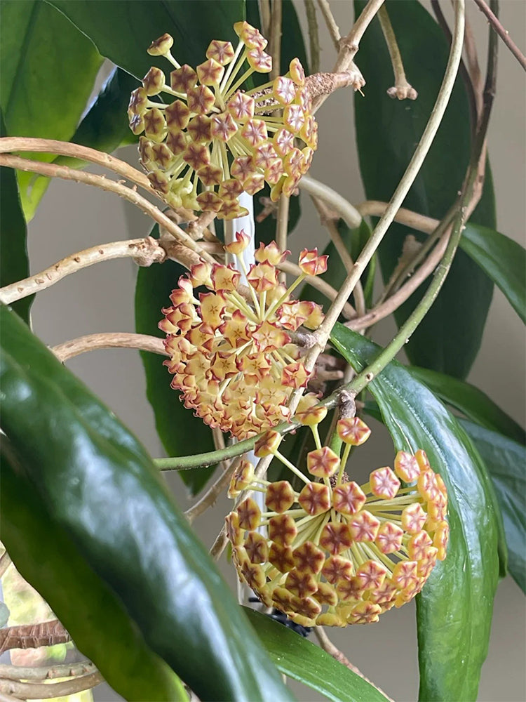 Hoya incrassata Unrooted Stem Cuttings