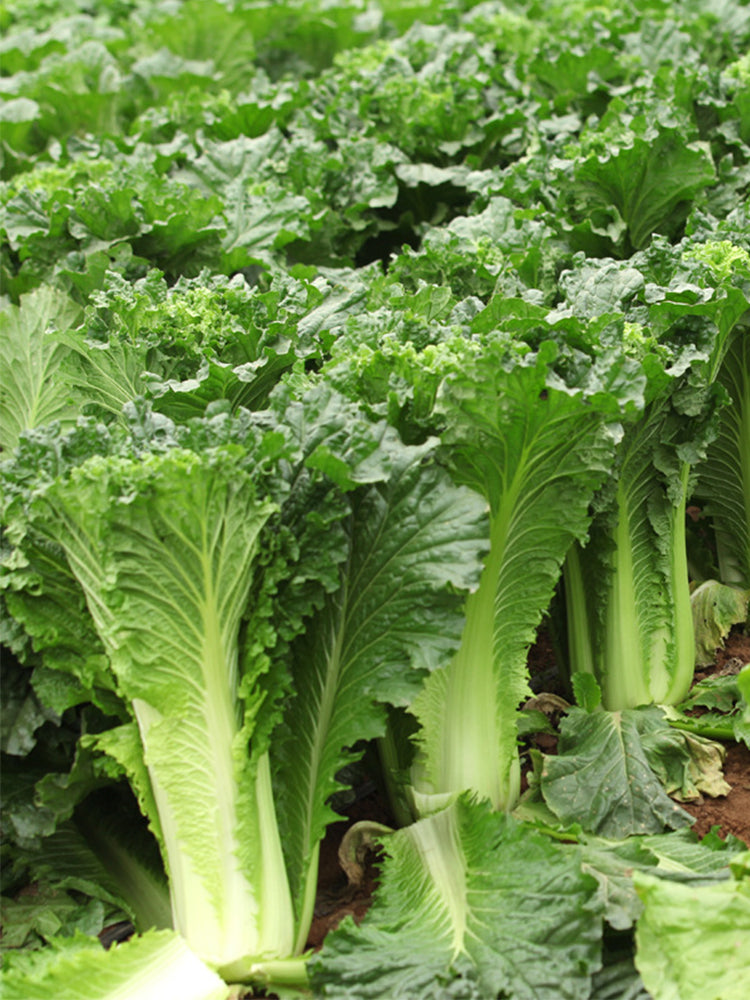 Super Green Pioneer Chinese Cabbage