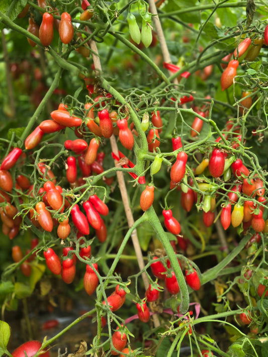 Eden No.3 Tomato