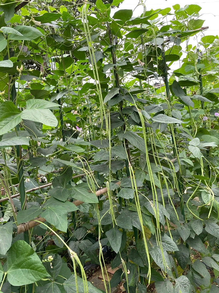 Heimei No. 1 Cowpea