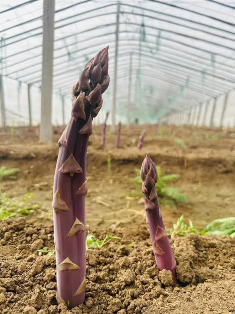 Purple Asparagus (Asparagus officinalis)