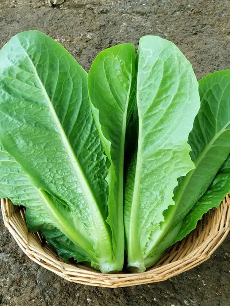Romaine Lettuce