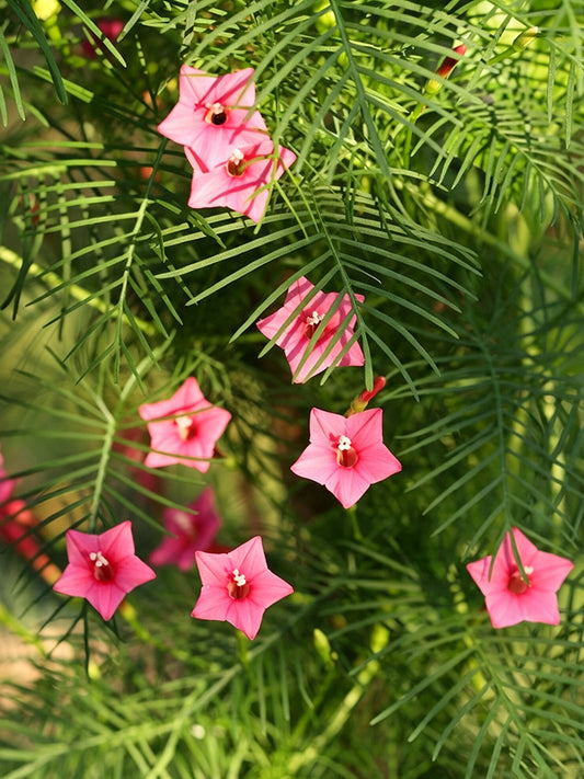 Pink Cypress Vine
