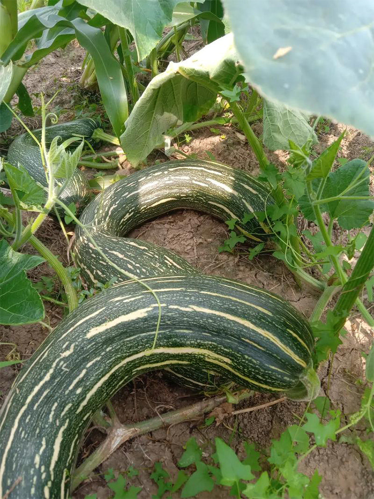 Zhengliang No.5 Pumpkin