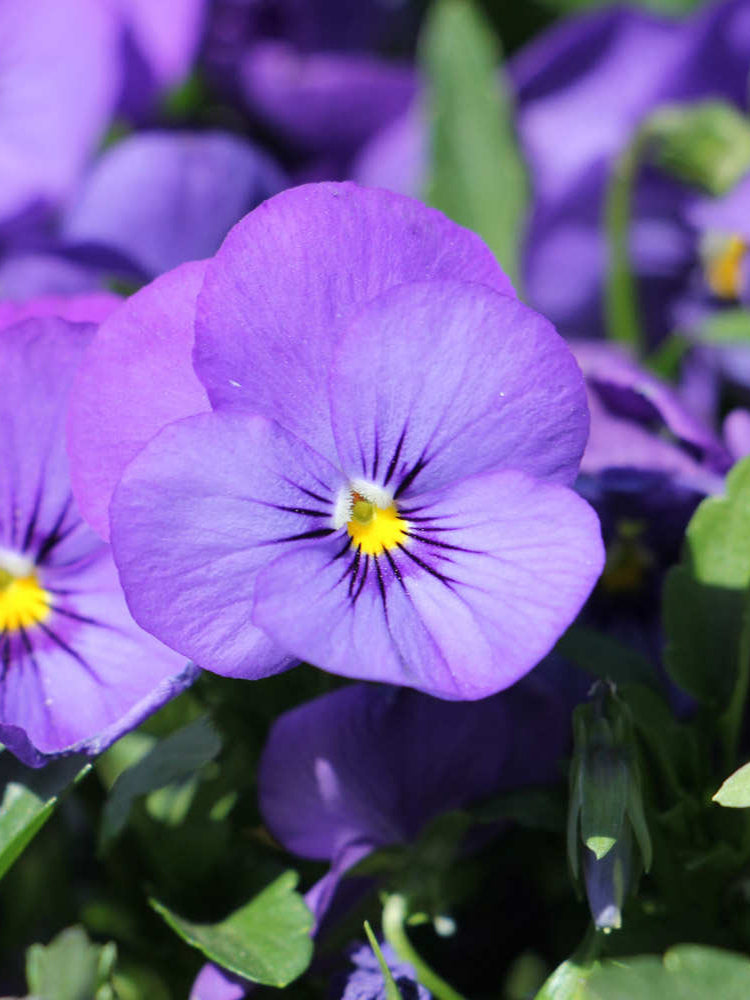 Hezhichun Pansy 'Azure Skies'