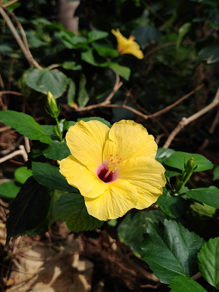 Pale Yellow Hibiscus