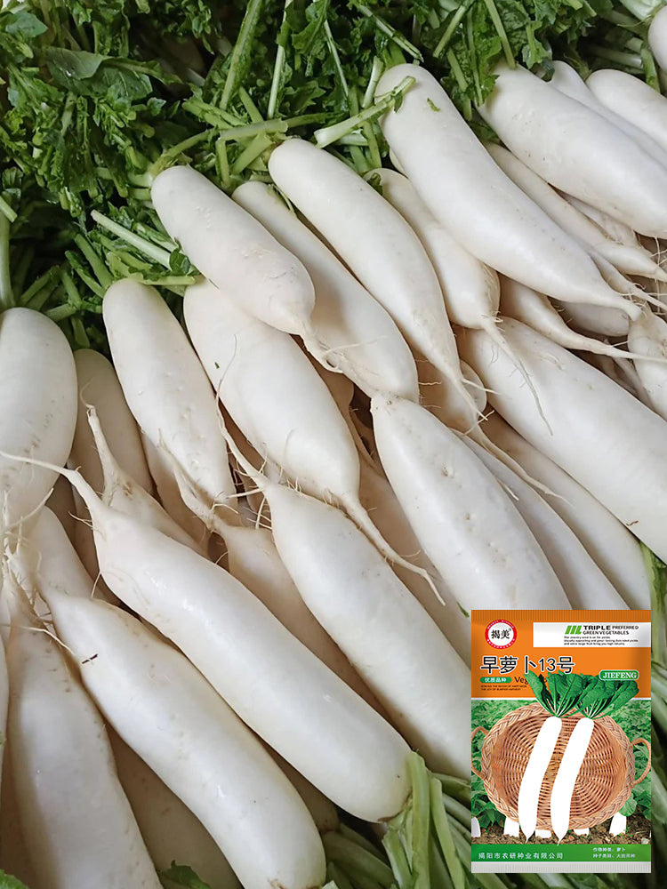 'Zao Luobo No. 13' White Radish