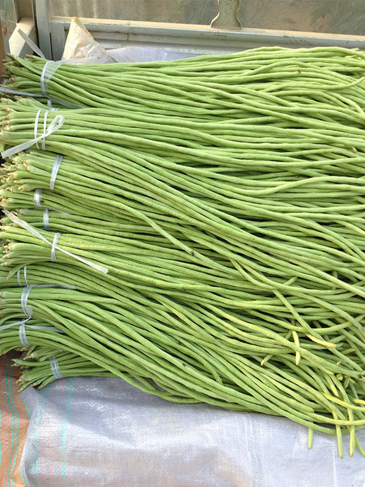 Three-foot Green Cowpea