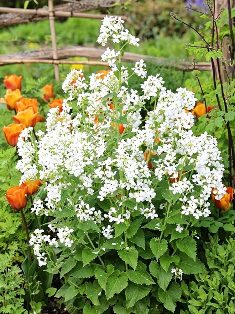 White Honesty Silver Dollar