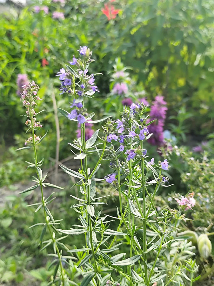 Blue Hyssop Herb