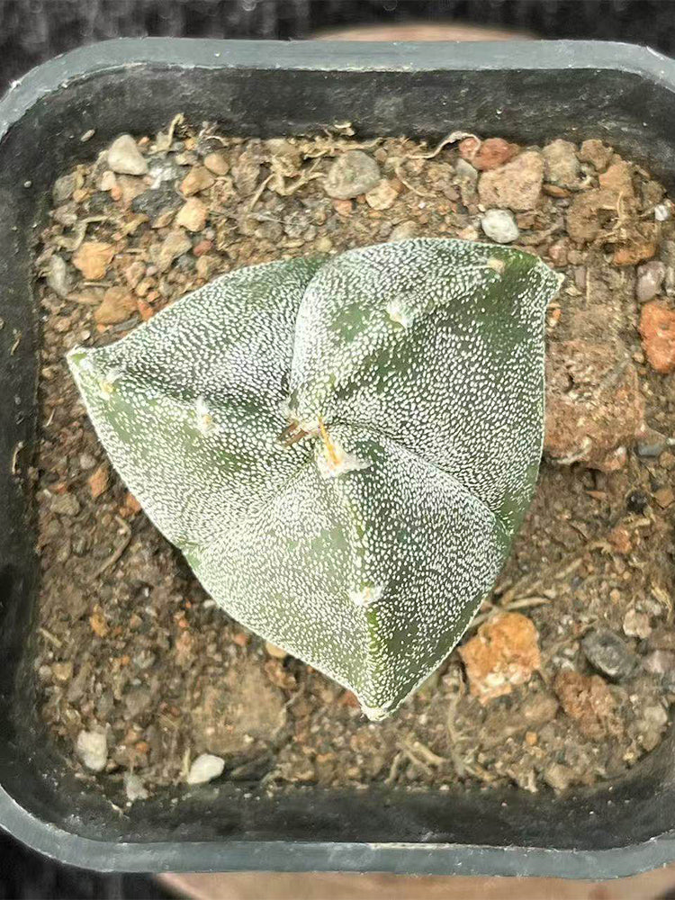 Triangular Bishop's Cap Cactus