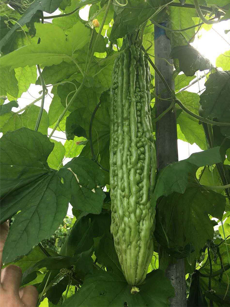 Silver Jubilee Pearl Bitter Gourd F1