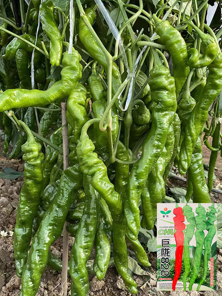 Julong 828 Long Pepper