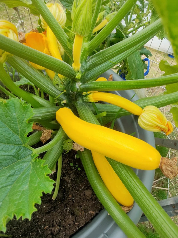 Imperial Concubine Zucchini