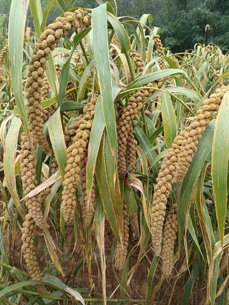 Jugu 36 Foxtail Millet