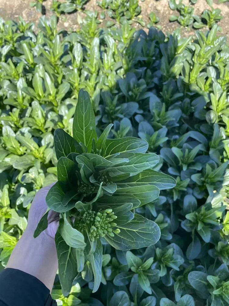 Meiqi No.3 Sweet Choy Sum