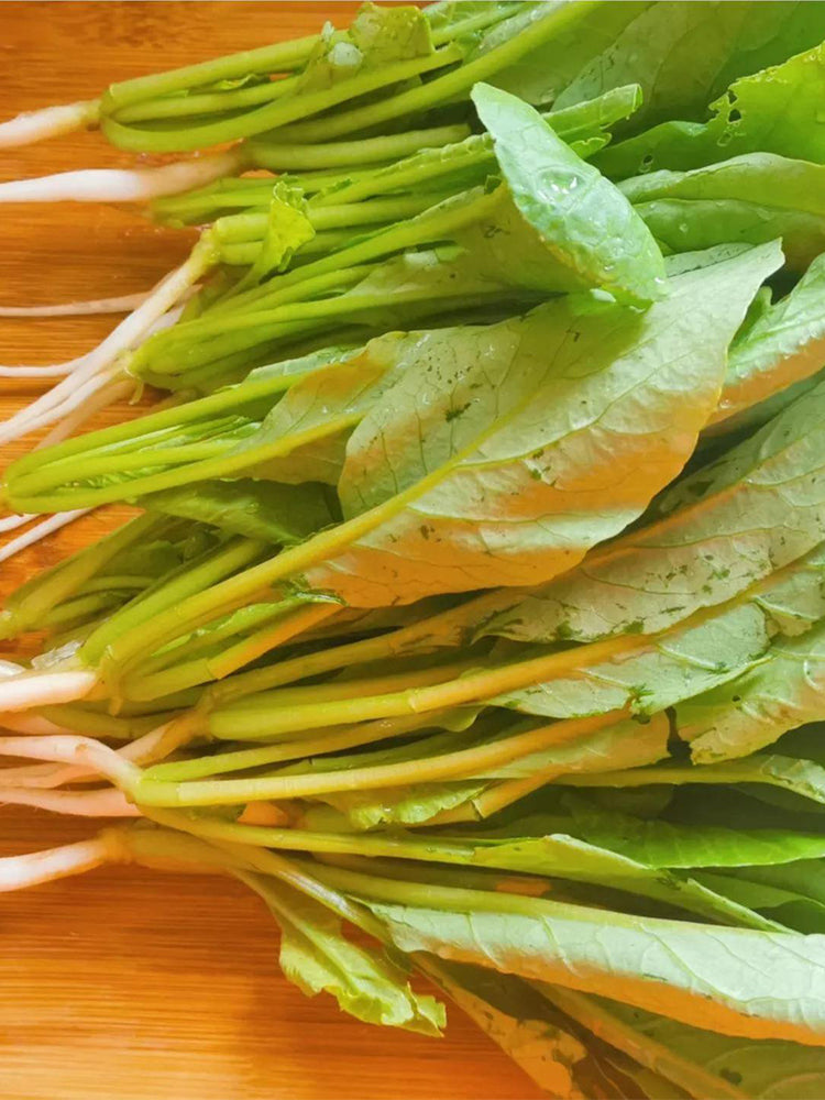 'Jiemei' Fast-Growing Radish Sprouts
