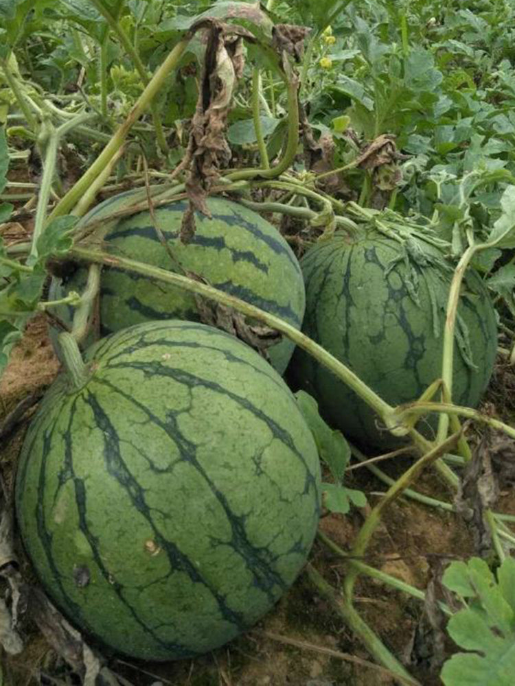'Huang Xiaoyu' Watermelon