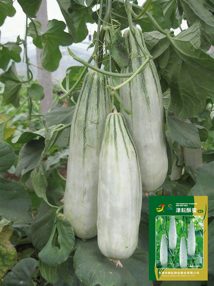 Jinyun Crisp-Sweet Melon