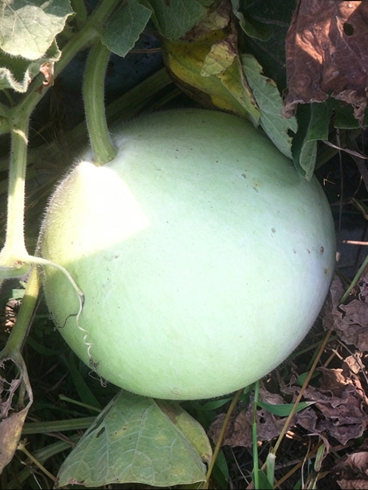 Edible Bottle Gourd