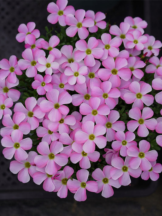 Oxalis glabra Series Bulb - 'Ice Firefly'