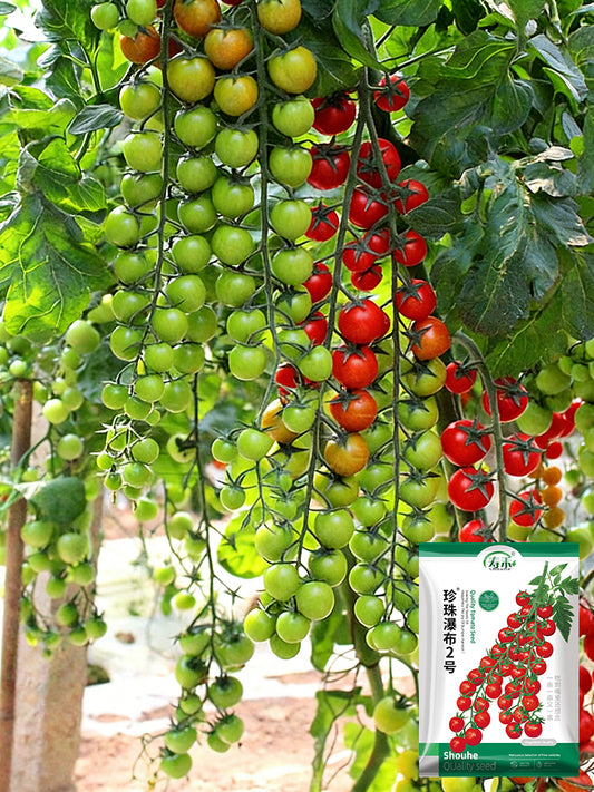 Pearl Falls No. 2 Tomato