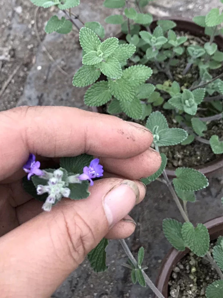 Mussin's Catmint