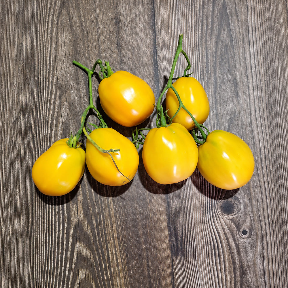 433 Argentine Miracle Tomato