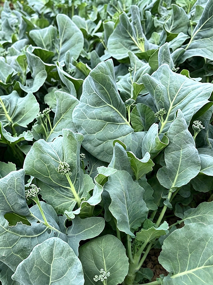 'Jiemei Improved Xianggu' Chinese Kale