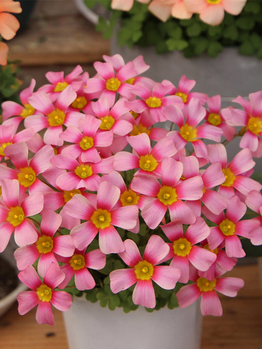 Oxalis obtusa Series Bulb - 'Nebula'