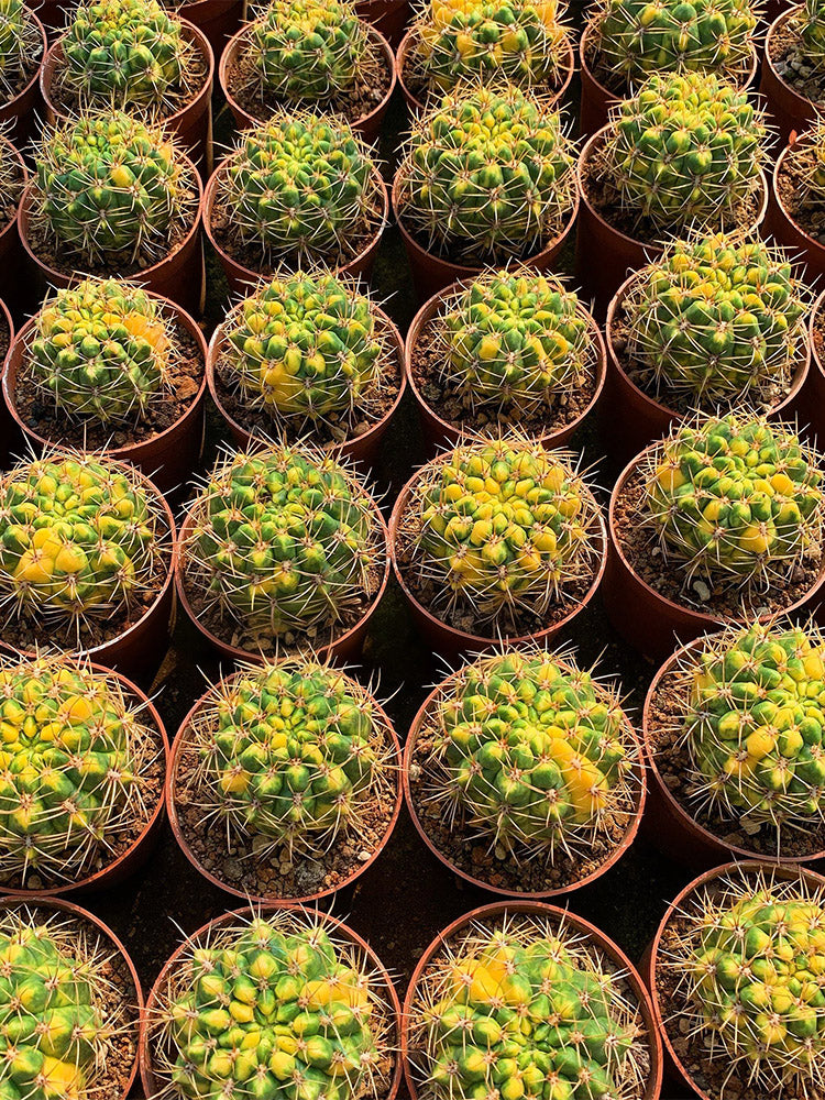 Variegated Gymnocalycium baldianum